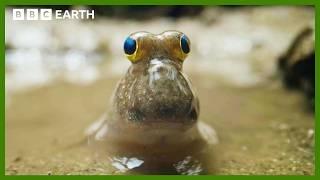 This Fish Can Walk On Water | Asia | BBC Earth