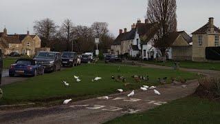 Biddestone Pond Wiltshire