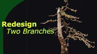 Creating a Larch bonsai using just 2 branches - 6 Month timelapse