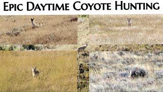 Five Coyotes Down | Family Hunting Episode 3 | 6MM ARC | Summer 2024