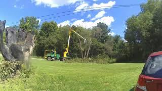 cutting down tree timelapse UHD 4k