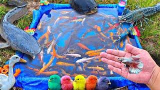 Mancing ikan cupang warna warni, ikan lele, ikan hias, ikan koi, ikan mas, kura-kura, bebek.part760