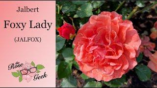  Foxy Lady Rose | Jalbert/ JALfox / Raggedy Ann Floribunda