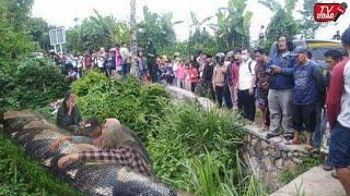 Tragic!! Just a woman was swallowed by a giant python, residents were unable to save her...