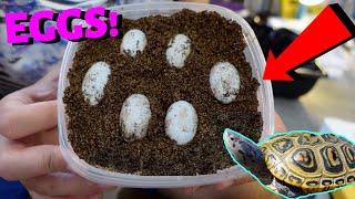 TURTLE EGG CARE!