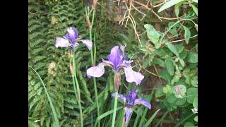 Growing Iris Flowers