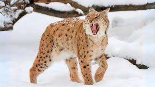 Lynx The Silent Stalkers: How Lynxes Thrive in the Wild!