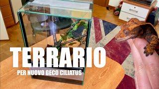 ALLESTIAMO un Terrario Sterile per il mio NUOVO Geco CILIATUS!