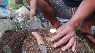 Proses Membuat Bonsai Anting Putri Bogel