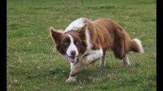 Why not to get a border collie