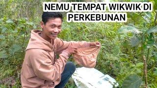 NIAT CARI SARANG AYAM HUTAN NEMU TEMPAT WIK WIK