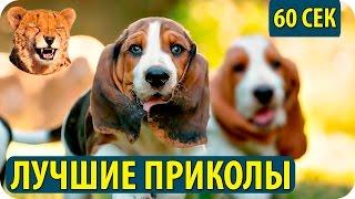 ПРИКОЛЫ ЗА 60 СЕКУНД, ЛУЧШИЕ ПРИКОЛЫ, СМЕШНОЕ ВИДЕО №7