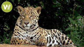 Secret Brazil: Jaguar, the king of the Pantanal | Animal documentary - Part 1/2