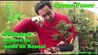 Primeiros passos na Poda do Bonsai