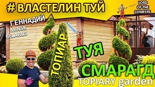 СТРИЖКА ТУИ ВОВРЕМЯ. Смарагд Спираль #Топиар.@LORD_OF_GARDEN_BELARUS СтрижкаТуиМинск. #Ландшафт.ТуяАуреа Нана