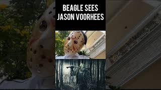 Beagle meets Jason Voorhees | 21 May | #shorts |