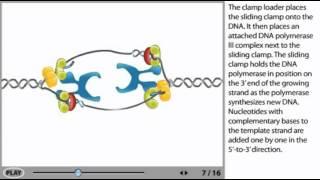 DNA Replication Animation - initiation, elongation and termination