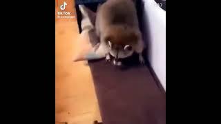 racoon has some sick moves