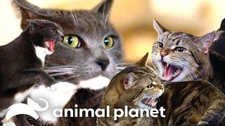 CRAZIEST Cat Attacks! | My Cat From Hell | Animal Planet