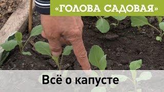 Голова садовая - Все о капусте