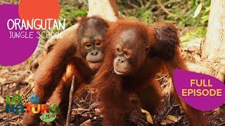 A Wave of New Graduates  | Orangutan Jungle School 209