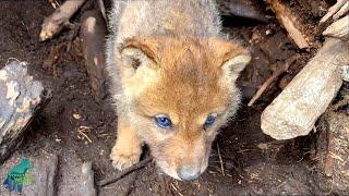 Wolf pup walks out of den to meet researchers