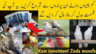Top 4 profitable birds for less investment birds business in Pakistan | profitable birds business