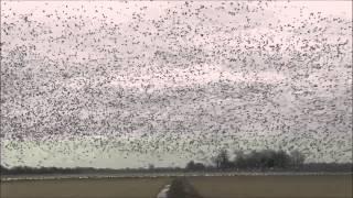 Duck Hunting: Massive Snow Goose flight - Swift Waters