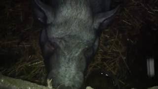 Огромная жирная свинья Свинья в свинарнике Вьетнамская свинья