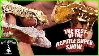 THE BEST CRESTED GECKOS AT THE POMONA REPTILE SUPER SHOW!