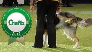 Oh Dear! Crufts 2017 Fails and Bloopers!