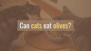 Can cats eat olives, nuts or almonds?