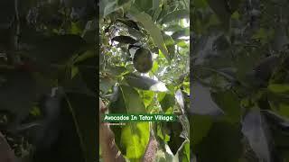 Avocados In Tatar Village Mansehra #youtube #shorts #travelvlog #video