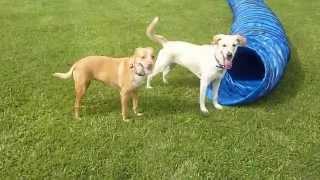 Pawzitive FX Petsitting: Lucy & Gypsy Have Fun at Dog Park  10/07/14