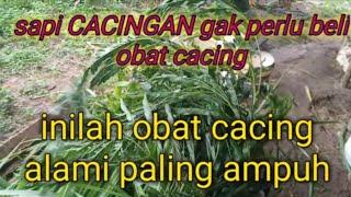 Sapi Cacingan Gak Perlu Beli Obat Cacing Inilah Obat Cacing Alami Paling Ampuh