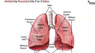 Anatomy of Trachea and Lungs - Dr. Ahmed Farid