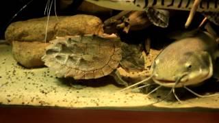 Видео о коллекции(Какая рыба находится в аквариуме на 2500 литров и почему?)