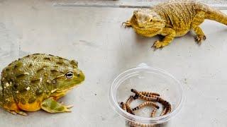 Can frogs and lizards solve difficult problems together?  African bullfrog, bearded dragon.