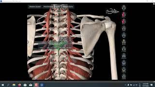 آموزش آناتومی عضله rhomboid minor and major