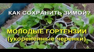 Как сохранить гортензию? Укорененные черенки - зимовка.