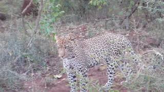 SanWild Vlog #1: Leopards, Badgers and Wild Dogs