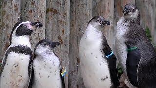 Penguin chicks at Chester Zoo start toddler training