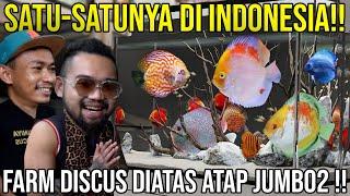 SATU-SATUNYA DI INDONESIA!! FARM DISCUS DIATAS ATAP JUMBO2 TANIA DISCUS #AudreyA #KINGOFTHEJUNGLE