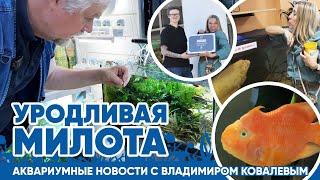 Новости аквариумного магазина с Владимиром Ковалевым (6.06.24). Уродливая милота!