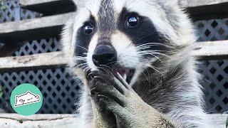 Racoon Changes Completely After Rescue | Cuddle Racoons