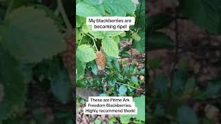 Check out the #progress on my #blackberries!! #memphisfoodforest #learnwithme #permaculture #garden