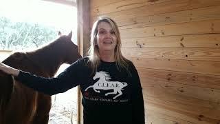 Is RVR Horse Rescue a Sanctuary?