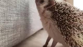 hungry hedgehog