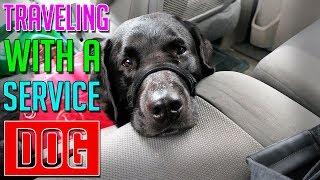 Traveling With A Service Dog || A Complete Step-By-Step Guideline || Dog Facts