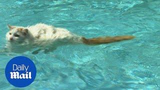 Adorable cat swimming in a pool will melt your heart